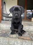Labrador redriver