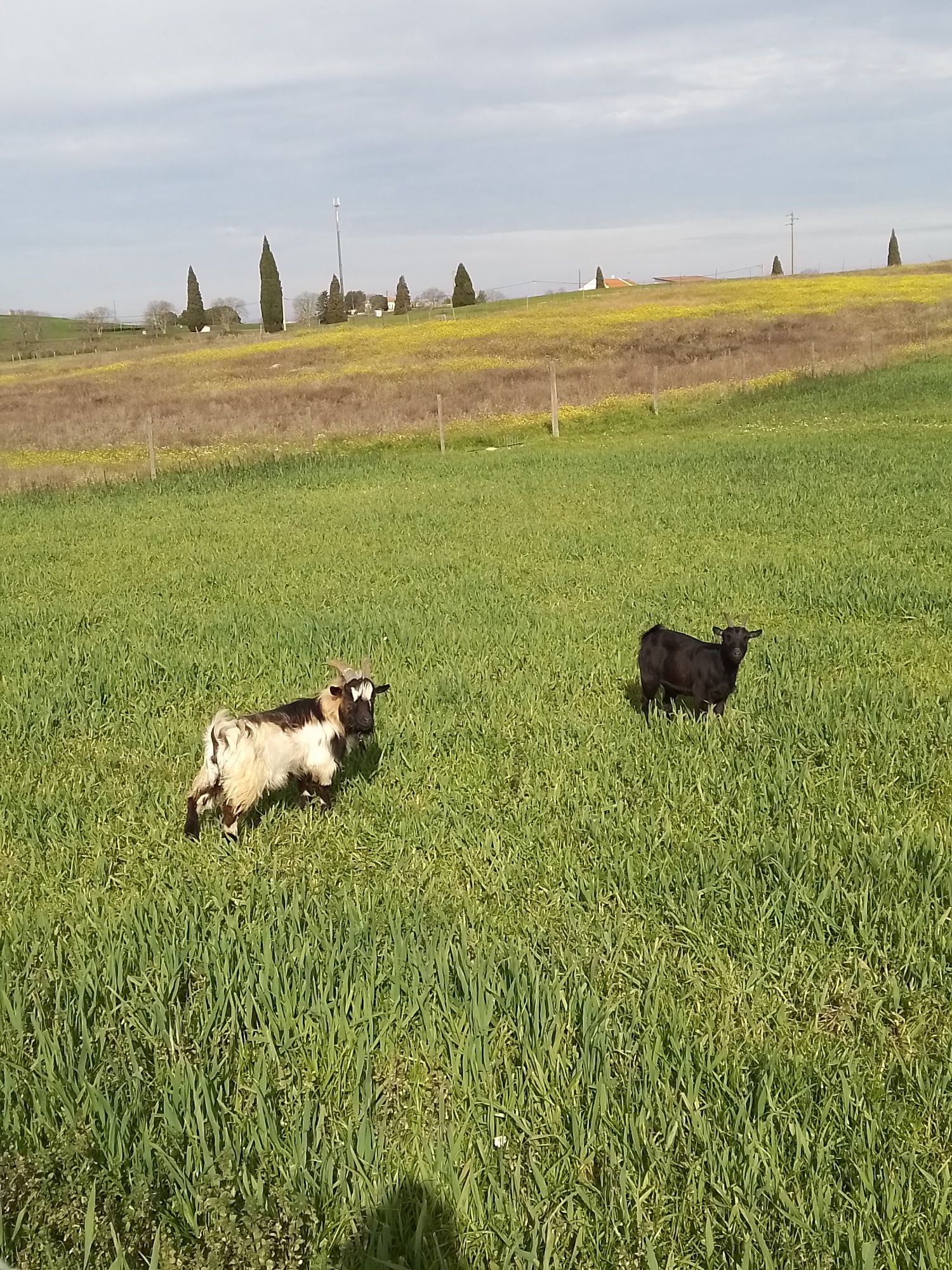 Casal de cabras anãs