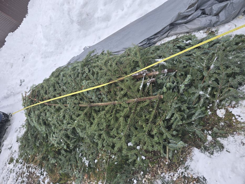 Stroisz jodłowy gałęzie jodłowe 1.6m3