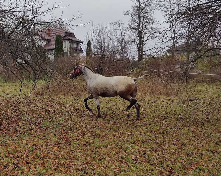 Klacz wielkopolska ze źrebięciem