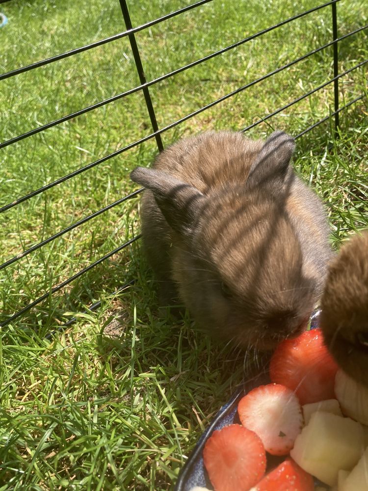 Kroliczki mini lop