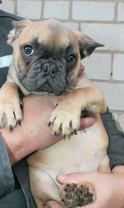 Девчушка Французский бульдог