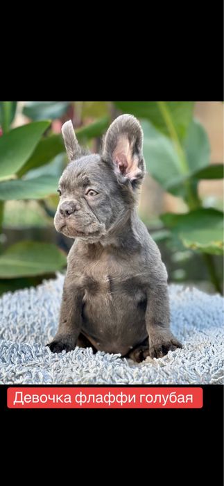 Флаффи! Голубая малышка!