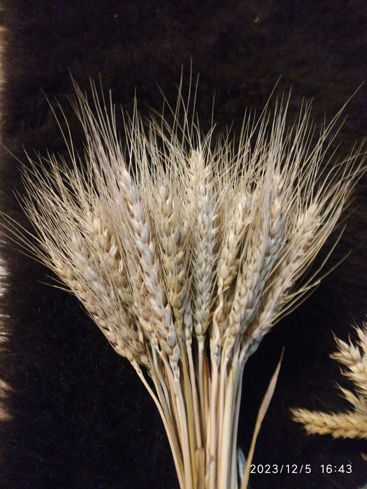 Колоски пшениці без стебел  сухоцвіти для декору та композицій