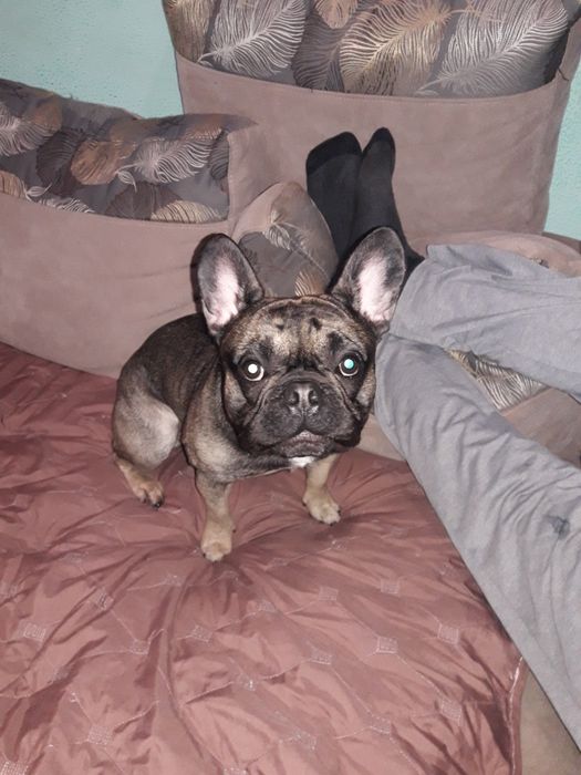 Вязка французького бульдога