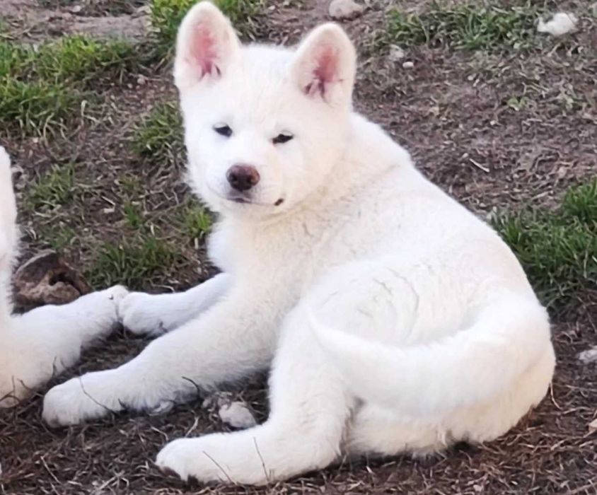 Akita japońska biały chłopiec ZKwP / FCI