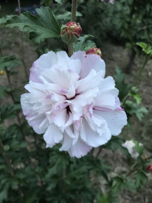 Гибискусы махровые древовидные