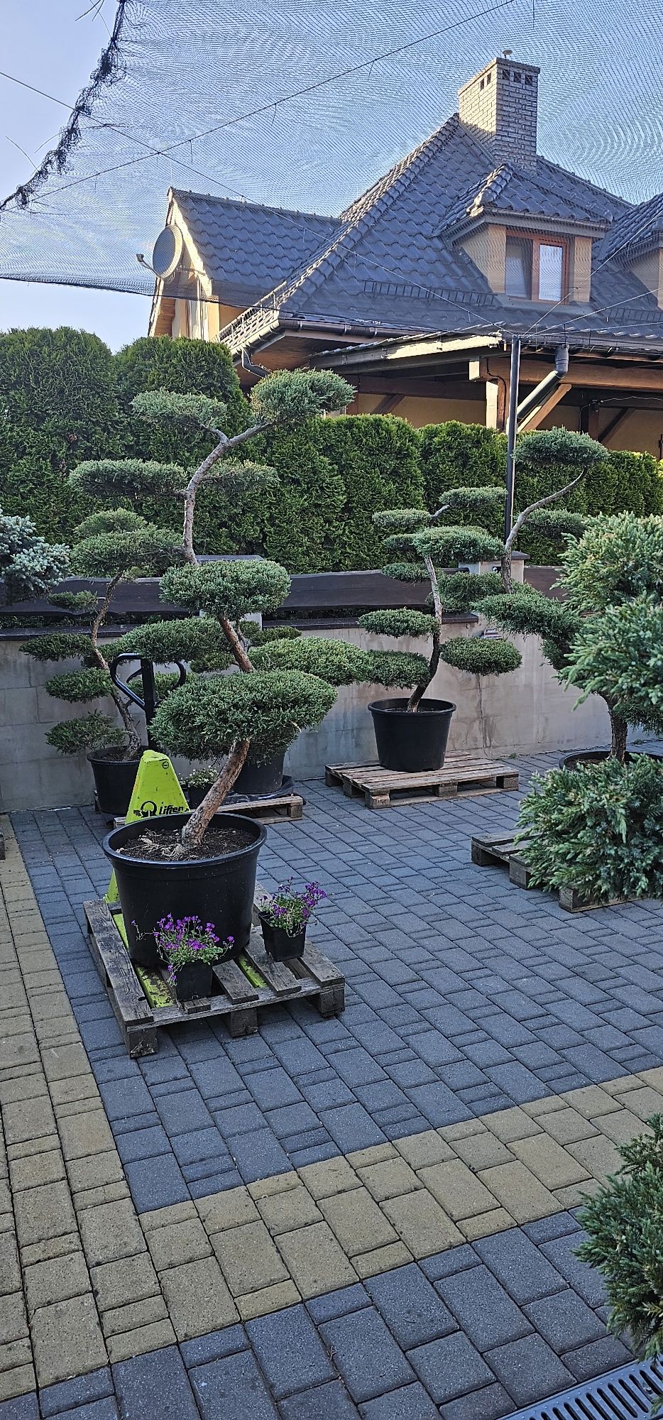 bonsai Rośliny formowane Sosna,swierk,jalowiec