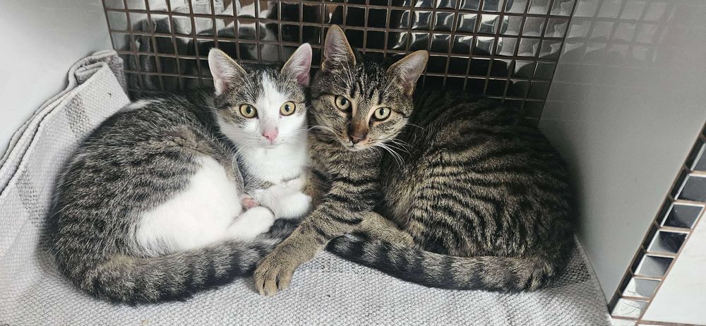 Rózia i Teddy , Półroczne Rodzeństwo maluszki ,szukają domku