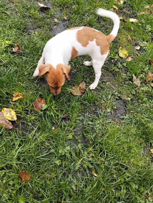 Клубний Шикарний хлопчик Джек Рассел РОЗПРОДАЖ