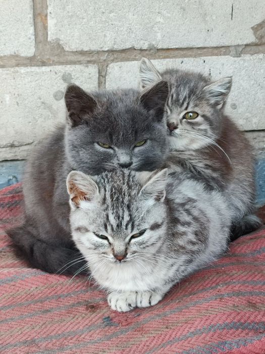 Віддам кошенят в добрі руки