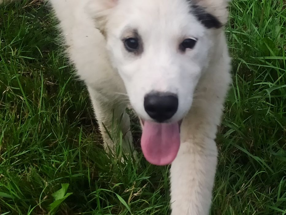Łajka jakucka nie border nie husky