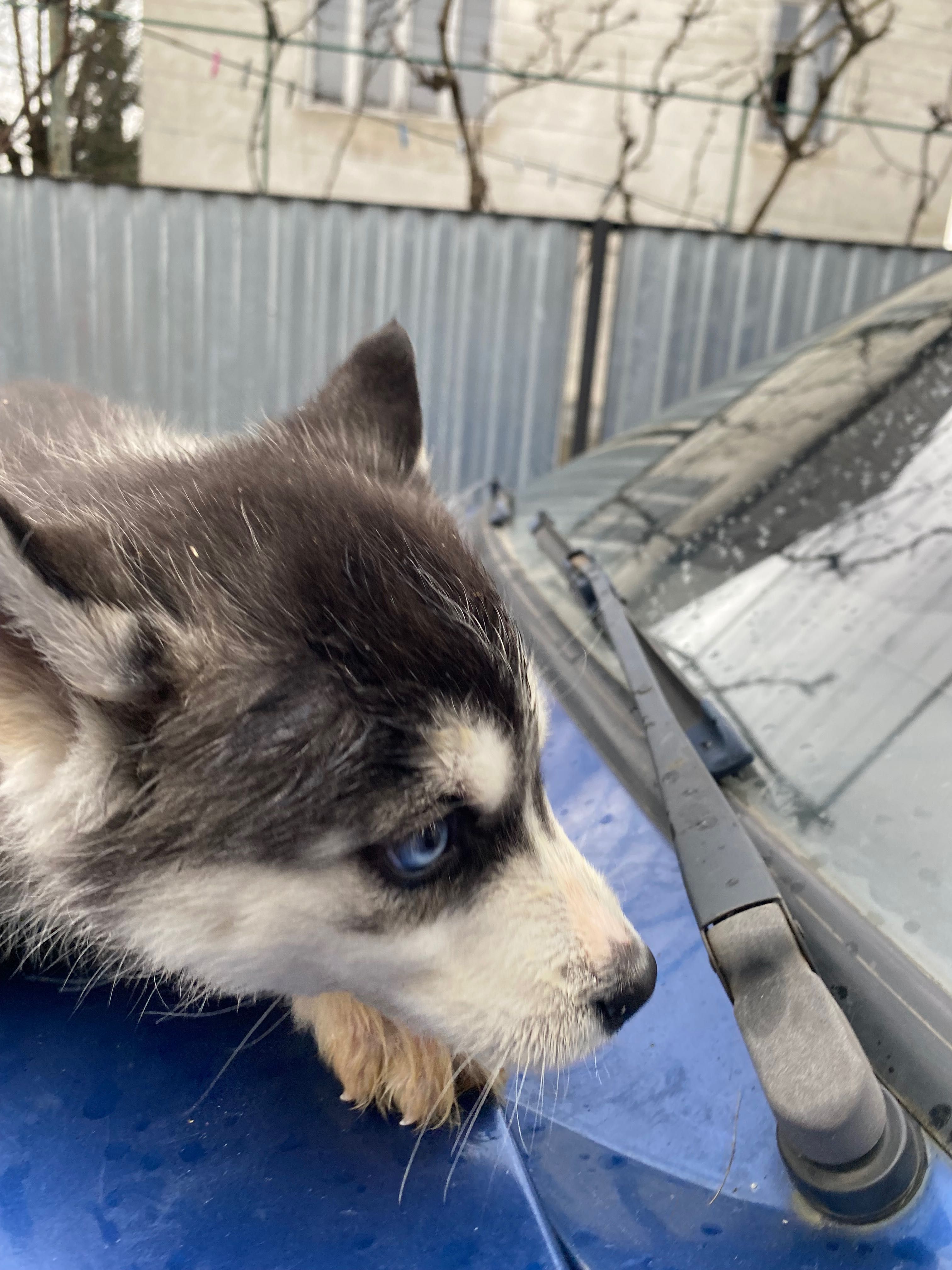 Продам Цуценя хаскі