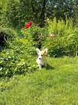 Welsh corgi pembroke suczka
