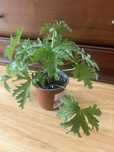 Geranium anginka