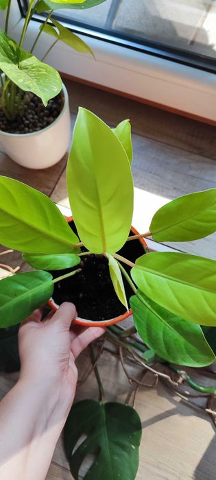 Fikus Filodendron Malaya Gold