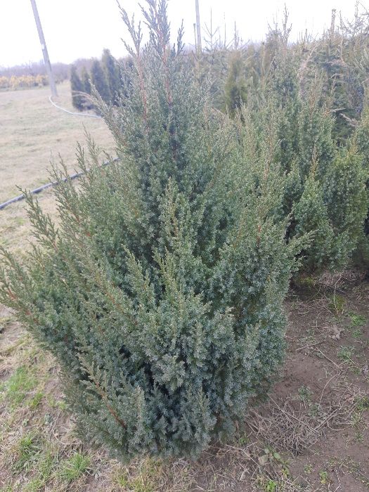 Tuja tuje Globosa Szmaragd kulka30-40cm. 30zł.