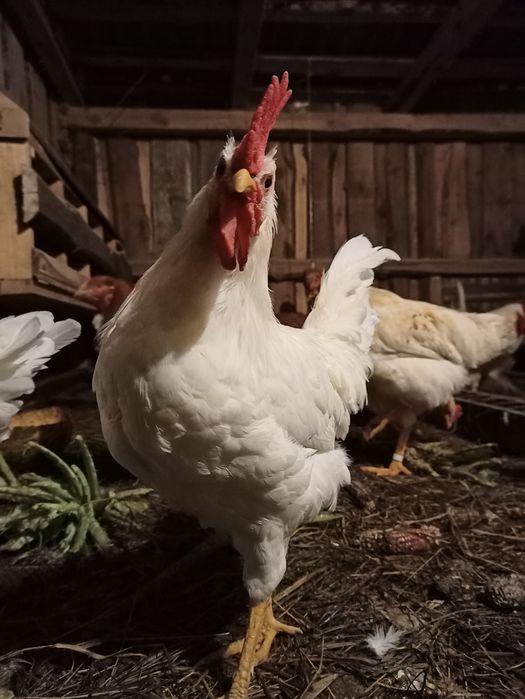 Півні легорн та ломан браун