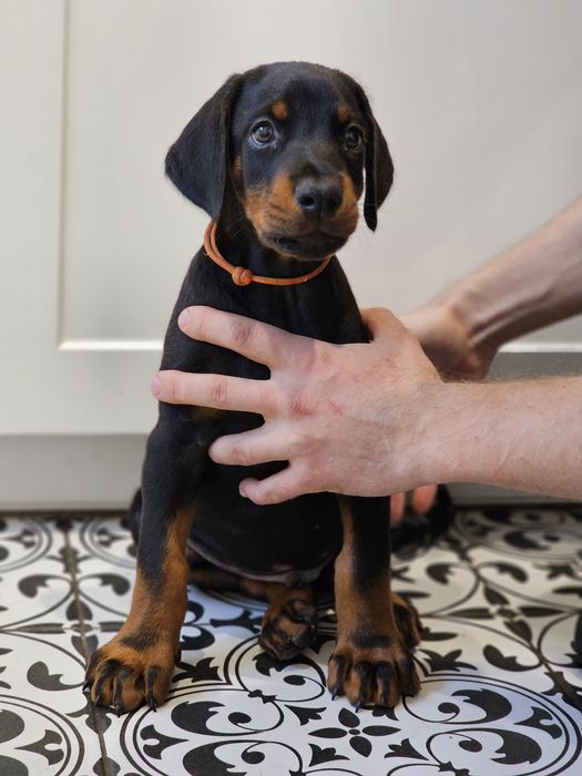 Doberman Fci szczeniak piesek