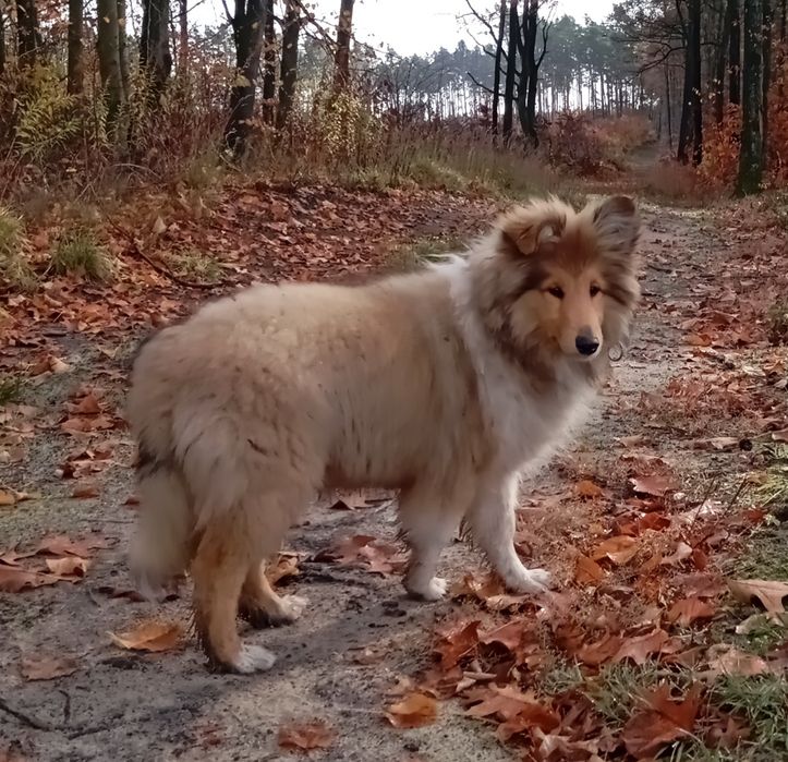 Owczarek szkocki collie