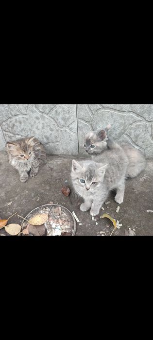 Котята в хорошие руки