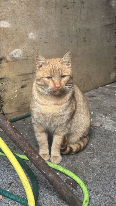Kot kotlet rudy kotek