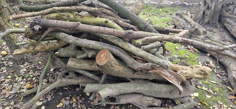 Продам дерево на дрова