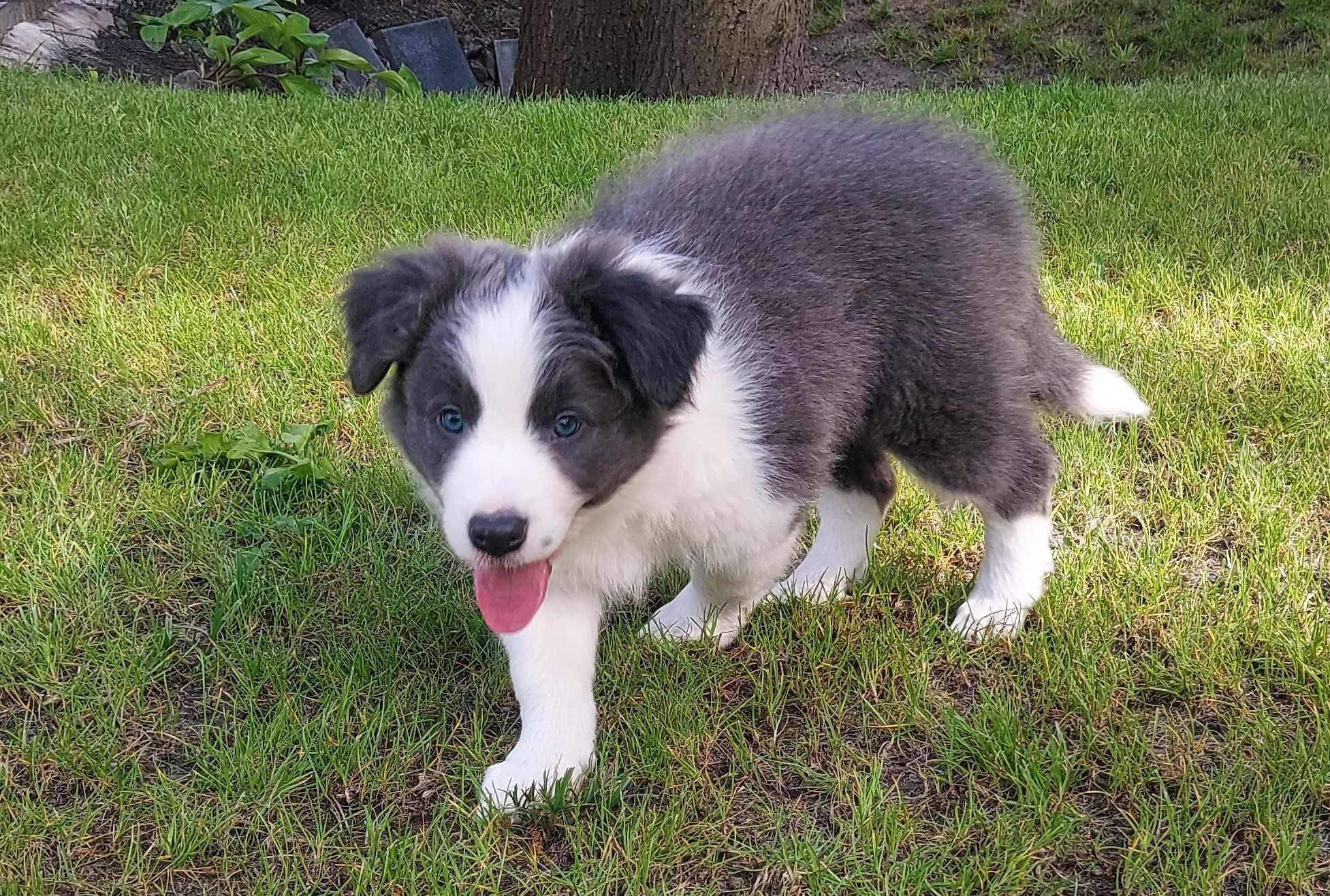 border collie blue-white, pełna dokum., badania gen., DNA