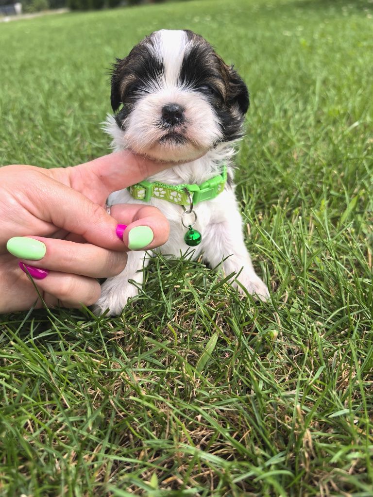 Śliczny szczeniak shih tzu