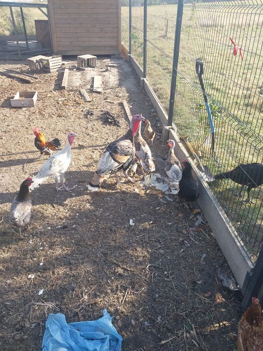 Sprzedam indyki młode