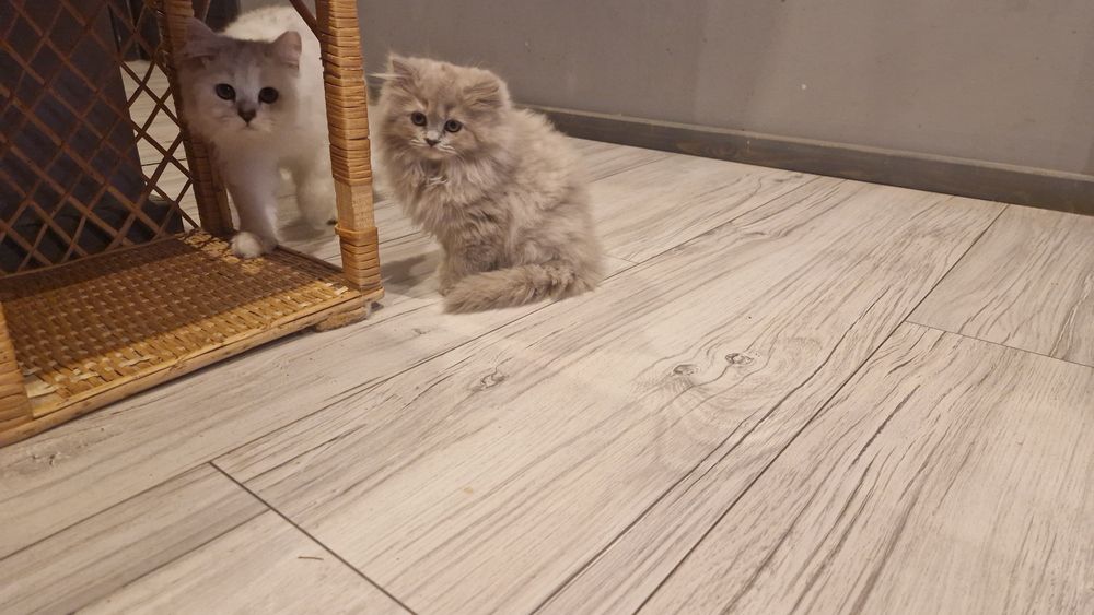 Kocurek Brtytyjski długowłosy Liliowy