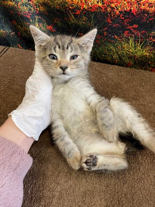 Fistaszek-Kotek szuka domu