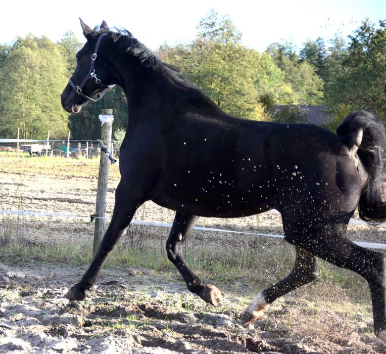 Klacz rasy Hannoveraner Hanower Oldenburg Kara