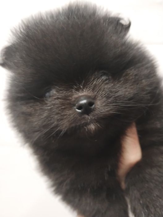 Szpic miniaturowy pomeranian mini samczyk