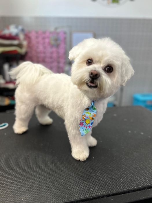 Tosquias e banhocas Arrábida Dog's Cats