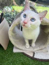 Kotka o wyjątkowych oczach szuka domu