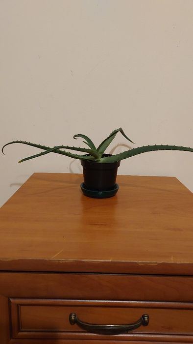 Aloes drzewiasty