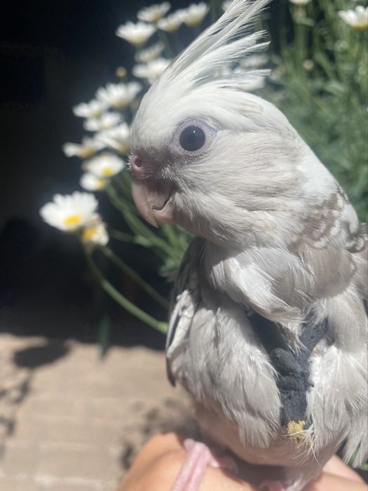 Papugi nimfy, ręcznie karmione, super oswojone