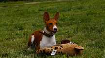 SAWA-Rudo-Biała suczka do odbioru, Basenji ZKwP/FCI