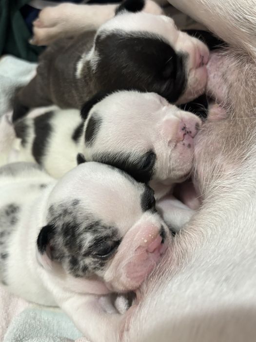 Цуценята французького бульдога