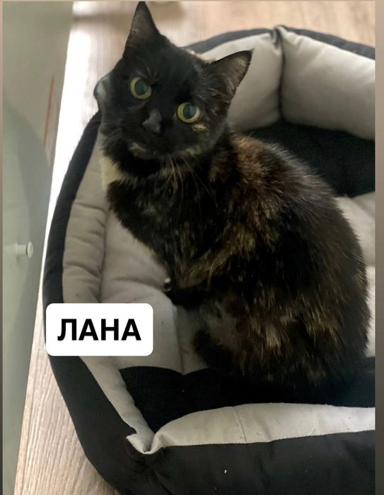 Кішка. 2 роки. Стерилізована, конактна