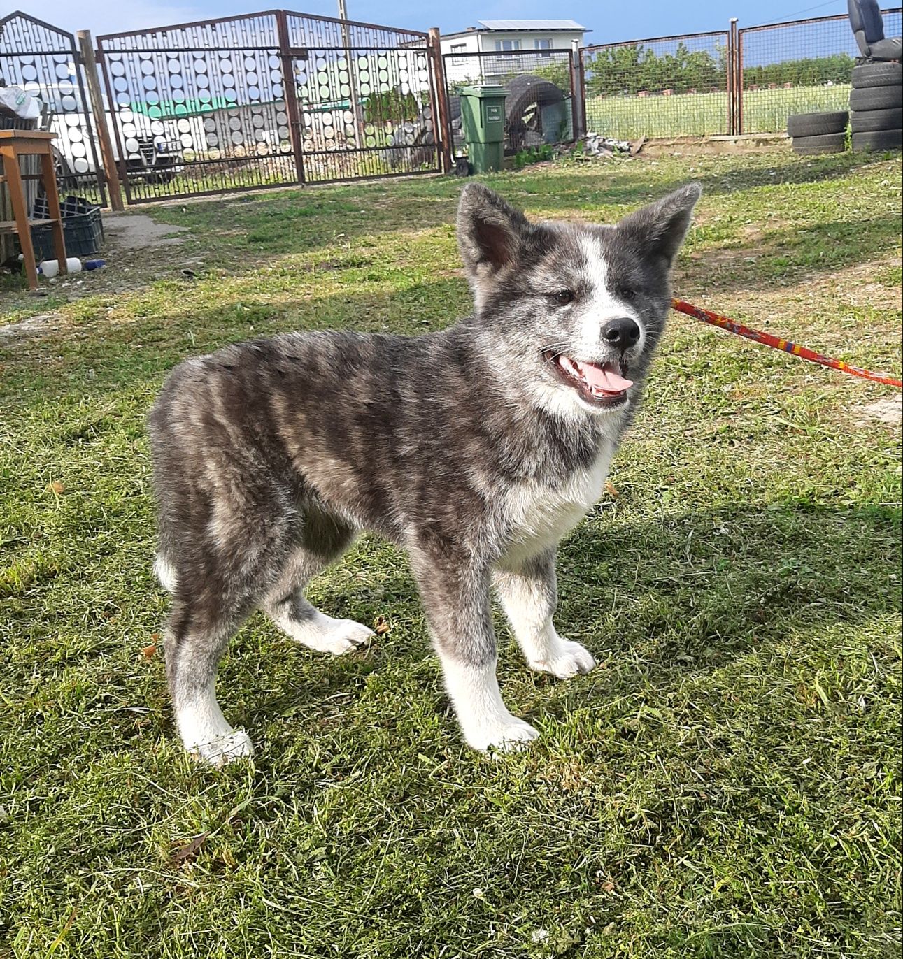 Piesek Akita Inu. Pregowany, mocnej budowy.