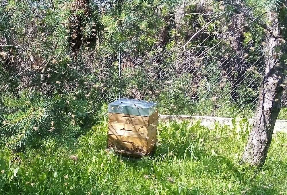 Rodziny pszczele na ramkach Dadant