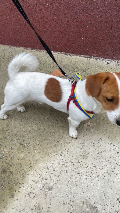 Джек рассел зведу