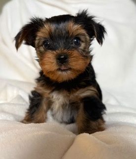 Yorkshire terrier