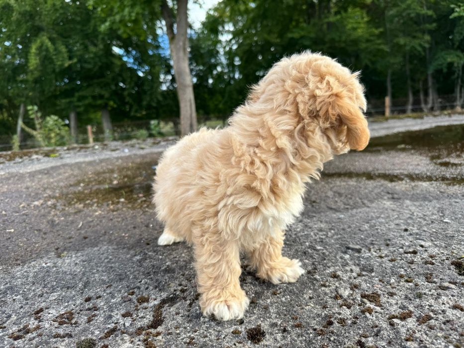maltipoo szczeniak