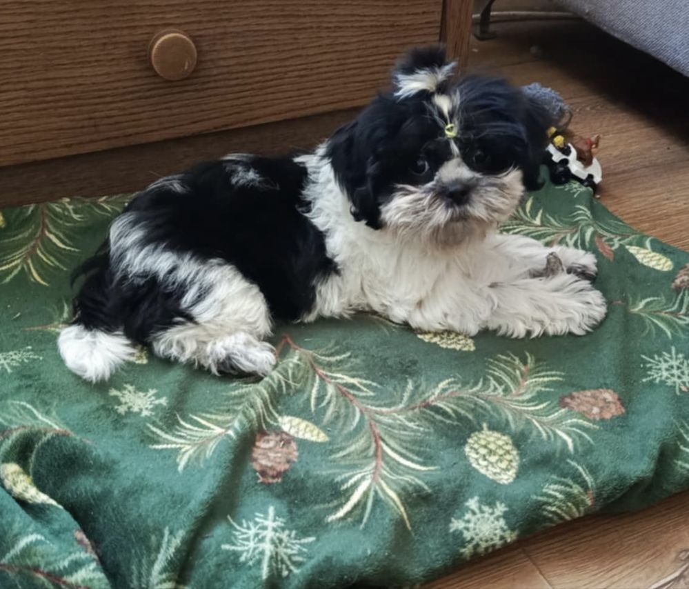 Shih tzu suczka