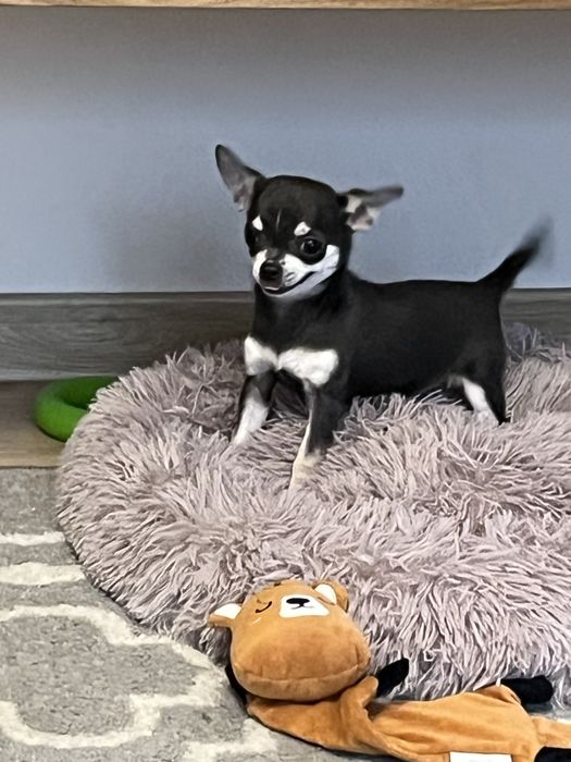Cudowny piesek chihuahua niebiesko podpalany do odbioru