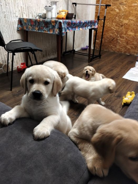 Цуценята лабрадор