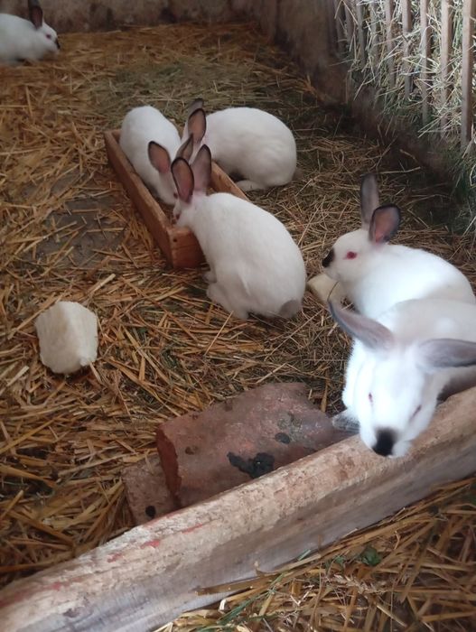 Króliki kalifornijskie